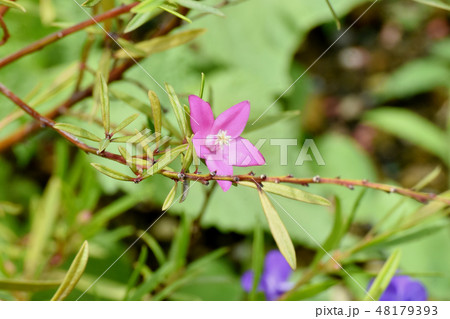 三鷹中原に咲くピンクのクロウエア 48179393