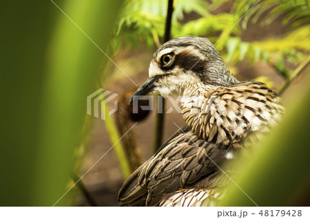 Close up of a Bush Stone-Curlew 48179428