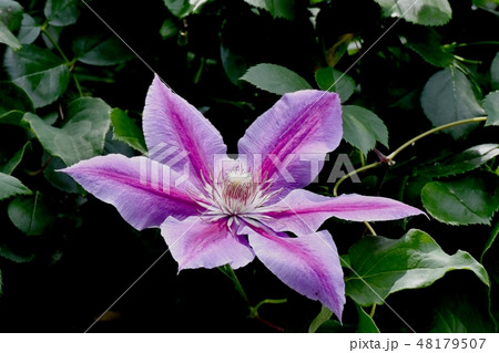 三鷹中原に咲く濃淡ピンクのクレマチス 三鷹中原に咲く濃淡ピンクのクレマチス 48179507