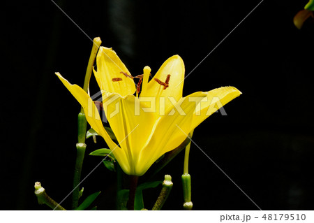 三鷹中原に咲く黄色いユリの花 48179510