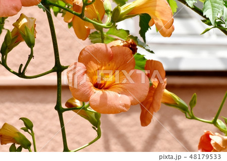 三鷹中原に咲くオレンジのノウゼンカズラ 48179533