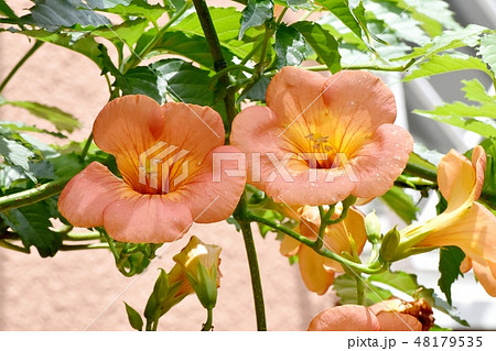三鷹中原に咲くオレンジのノウゼンカズラ 48179535