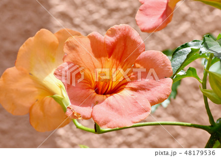 三鷹中原に咲くオレンジのノウゼンカズラ 48179536