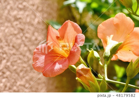 三鷹中原に咲くオレンジのノウゼンカズラ 48179582