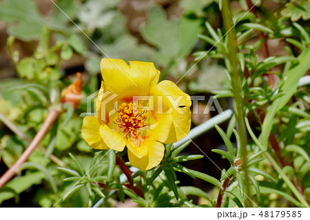 三鷹中原に咲く黄色いマツバボタン 48179585