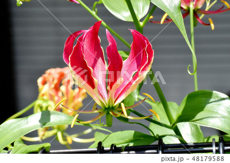 三鷹中原に咲く赤いネリネの花 48179588
