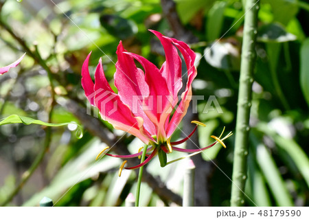 三鷹中原に咲く赤いネリネの花 48179590