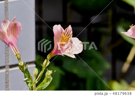 三鷹中原に咲くピンクのアルストロメリア 三鷹中原に咲くピンクのアルストロメリア 48179638
