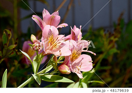 三鷹中原に咲くピンクのアルストロメリア 三鷹中原に咲くピンクのアルストロメリア 48179639