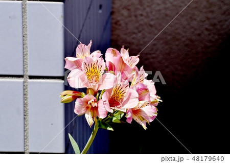三鷹中原に咲くピンクのアルストロメリア 三鷹中原に咲くピンクのアルストロメリア 48179640