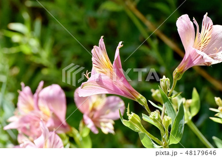 三鷹中原に咲くピンクのアルストロメリア 48179646