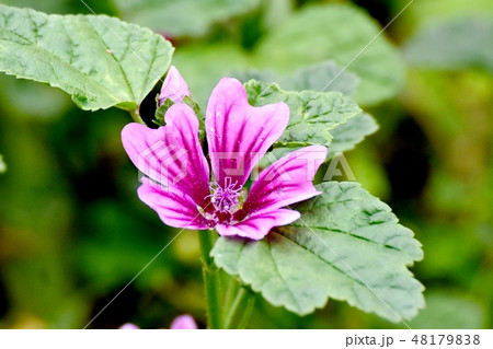 三鷹中原に咲くピンクとエンジ複色のゼニアオイ 48179838
