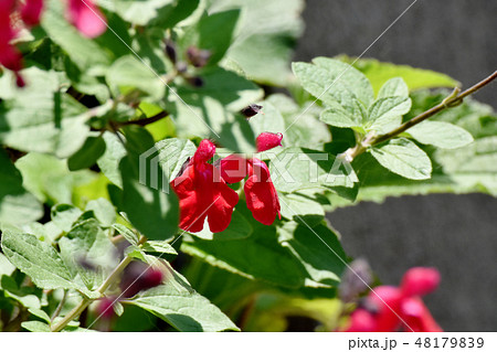 三鷹中原に咲く赤いサルビアミクロフィラ 48179839