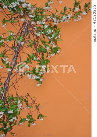 Plant with white flower on orange wall Plant with white flower on orange wall 48180855