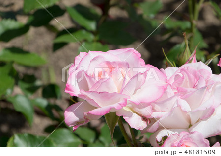 ニコール ニコール 48181509