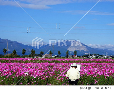 鈴鹿山系をバックにコスモス畑を写生する人物風景 48181671