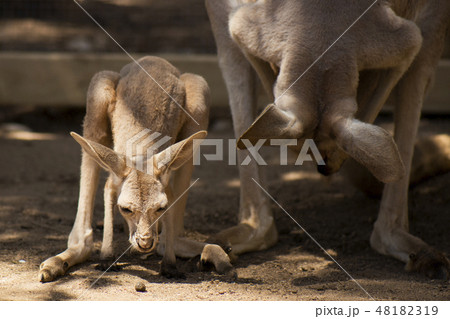 Kangaroo Joey 48182319