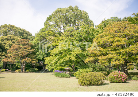 東京都　文京区　六義園（りくぎえん）　初夏 48182490