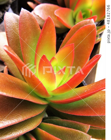 クラッスラ 火祭り クラッスラ 火祭り 48182766