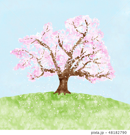 一本桜のイラスト素材 [48182790] - PIXTA