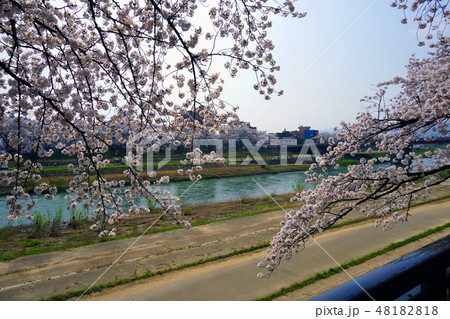 桜　足羽川 48182818