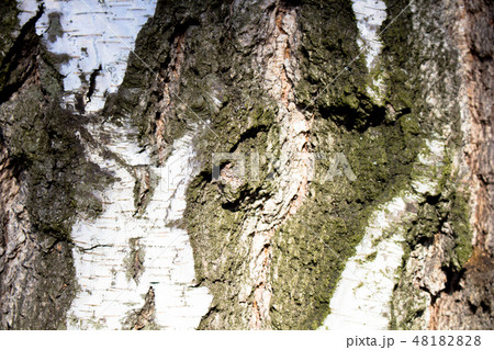 Tree bark, texture. 48182828