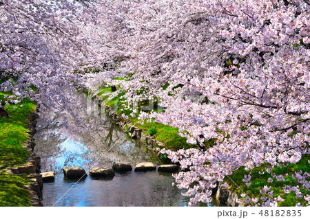 桜景 元荒川 桜景 元荒川 48182835