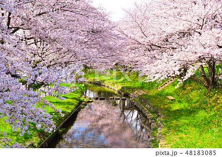 桜景　元荒川 48183085