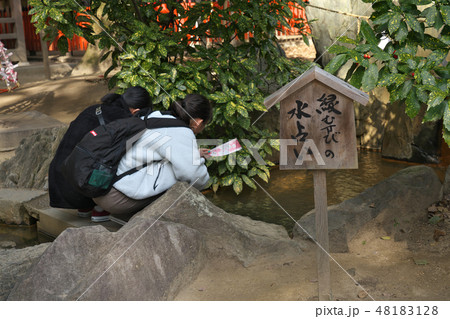 【生田神社 水占い】 兵庫県神戸市中央区下山手通1 【生田神社 水占い】 兵庫県神戸市中央区下山手通1 48183128