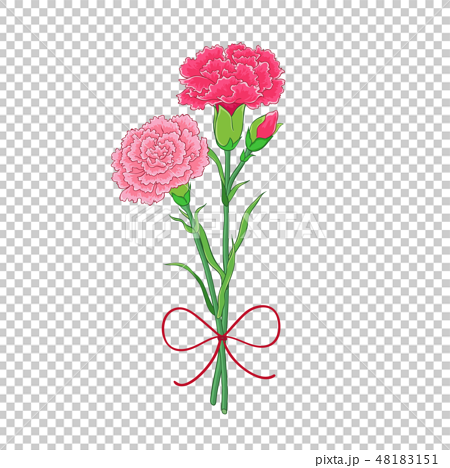 カーネーション ハマナデシコ 花のイラスト素材
