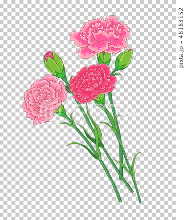 カーネーション ハマナデシコ 花のイラスト素材