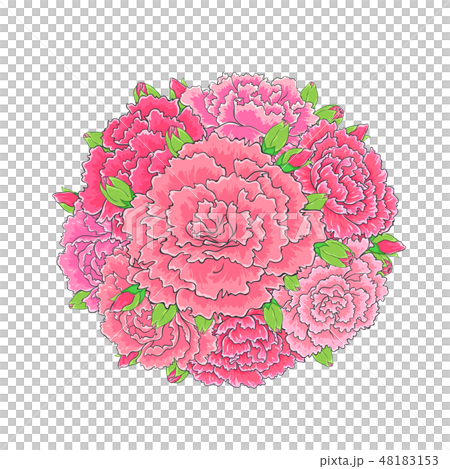 康乃馨花朵組合成一個花球 48183153