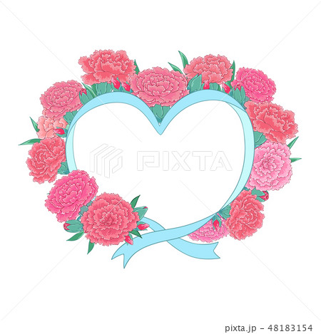 カーネーション ハマナデシコ 花 48183154