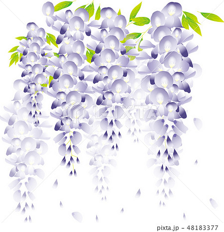 藤の花のイラスト素材 48183377 Pixta