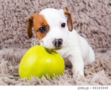 Jack Russell Terrier puppy dog with yellow apple Jack Russell Terrier puppy dog with yellow apple 48183849