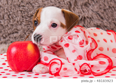 Jack Russell Terrier puppy dog with red apple 48183923