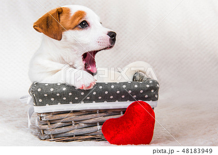 Jack Russell Terrier puppy dog in the basket with red heart Jack Russell Terrier puppy dog in the basket with red heart 48183949