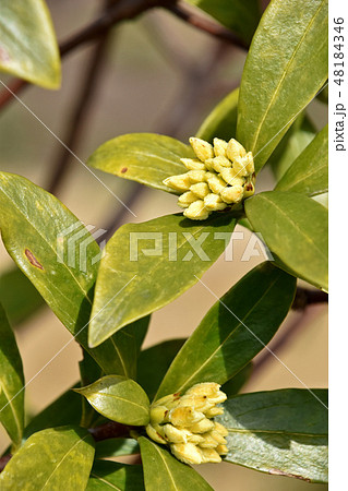 白花沈丁花の蕾 白花沈丁花の蕾 48184346