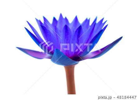 Water lily isolated on white background. 48184447