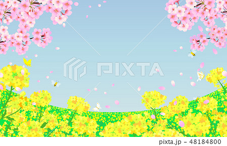 菜の花畑と桜の木 青空背景のイラスト素材