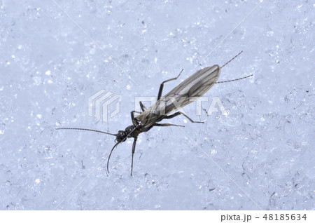 クロカワゲラ 48185634