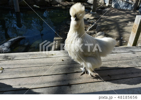 白い鳥ｻﾝ 48185656
