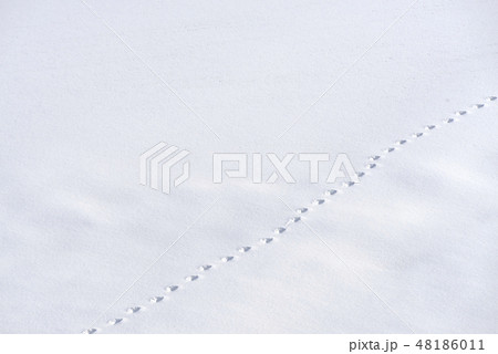 雪原の足跡 48186011