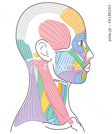 顔と首回りの筋肉 側面 のイラスト素材