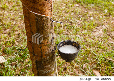 Rubber tree and cup of latex, rubber plantation Rubber tree and cup of latex, rubber plantation 48186699