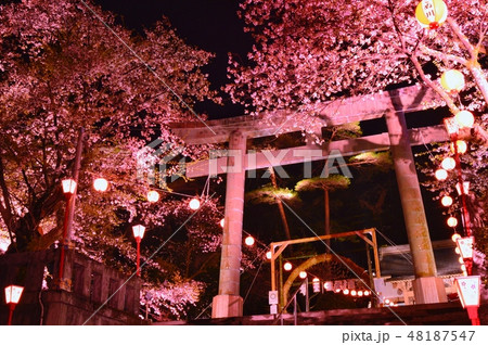 鬼怒川温泉神社夜桜 鬼怒川温泉神社夜桜 48187547
