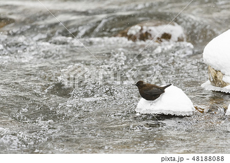 降雪の中のカワガラス 降雪の中のカワガラス 48188088