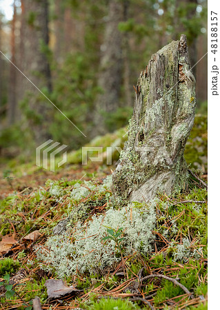 Old tree stump decay in forest Old tree stump decay in forest 48188157