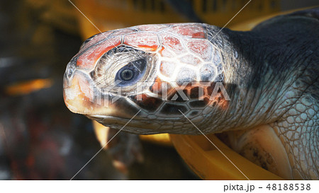 The turtle in a basket on the ground The turtle in a basket on the ground 48188538