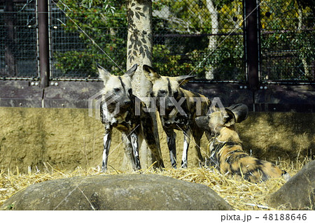 リカオン 48188646